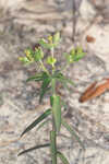 Greater Florida spurge